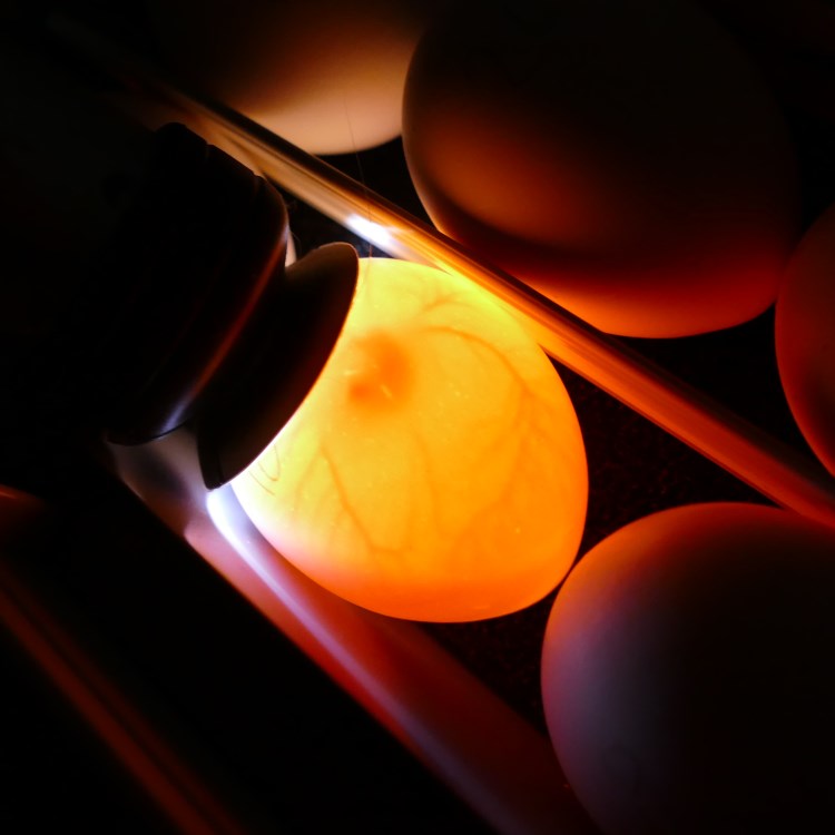 Eieren schouwen een schouwlamp, hoe werkt
